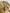 Golden Blonde – 22